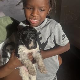 Poodle Puppies from SoFlo Standard Poodles