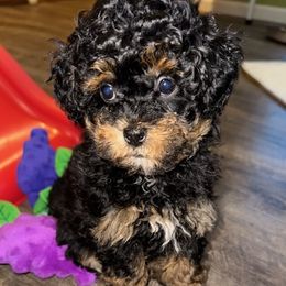 Baby 2 - Black and tan female Havapoo puppy in Cedar Springs, Michigan from Becky's Havapoos