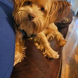 Prince Riley - Chocolate, tan and white male Yorkshire Terrier puppy in Atlanta, Georgia from Royal Beauties Yorkies of Atlanta