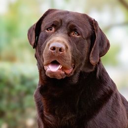 Mater - Labrador Retriever