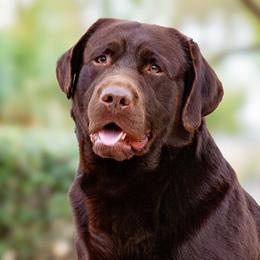 Mater - Labrador Retriever
