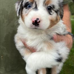Hildy - Blue merle female Australian Shepherd puppy in Holmesville, Ohio from Coffee Run Spring at Miller Farms