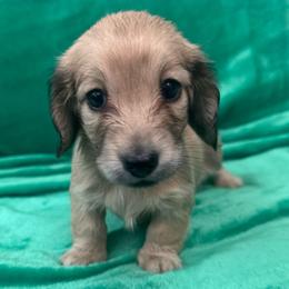 Daphne - Cream female Dachshund puppy in Memphis, Tennessee from River City Doxies