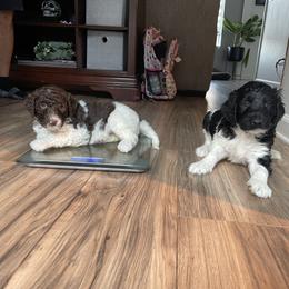 Labradoodle Puppies from CC Labradoodles