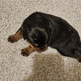 Barbie Vom Hause Pragacz aka futere Champ - Black and mahogany female Rottweiler puppy in Bartonsville, Pennsylvania from Karol's Rottweilers