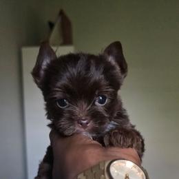 Truffles - Chocolate, tan and white male Yorkshire Terrier puppy in Jacksonville, Florida from Ja'Dor Yorkies