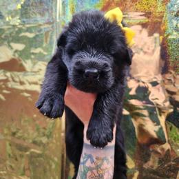 Pina Colada - Black female German Shepherd puppy in Fort Jennings, Ohio from Von Holtzapple German shepherds