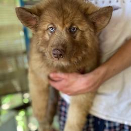 Red - Red and white male Siberian Husky puppy in Tennessee from Heavenly Made Huskies and Poms