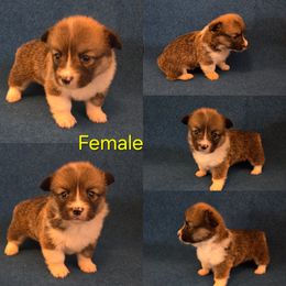 Yellow Female - White and red female Pembroke Welsh Corgi puppy in Madera, California from RRR Corgis