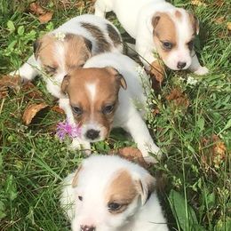 Russell Terrier Puppies from Boardman valley kennels