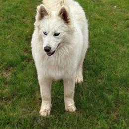 Artic - White male Pomsky puppy in Bucyrus, Missouri from Hill Top Pomskies