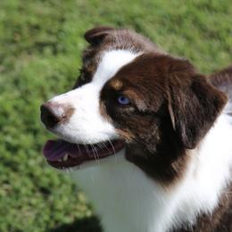 Daisy - Miniature Australian Shepherd