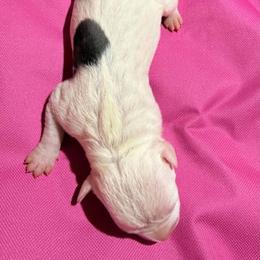 Boy 1 - White male American Staffordshire Terrier puppy in Spring Branch, Texas from Bold & Beautiful Amstaffs