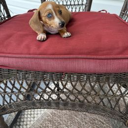Dachshund and French Bulldog Puppies from Ohio House of Frenchies