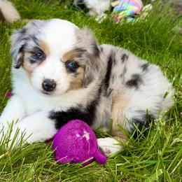 Girl 1 - female Miniature Australian Shepherd puppy in Molalla, Oregon from Yaw's Mini Aussies
