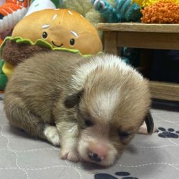 Raj - Sable male Pembroke Welsh Corgi puppy in Apison, Tennessee from Ashmore Corgis