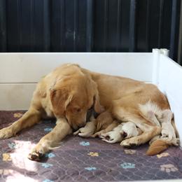 Fourth Pick Male - Golden male Golden Retriever puppy in Paoli, Indiana from Rose n’ Thistle Farm