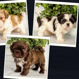 Shih Tzu Puppies from Corinna Reyna