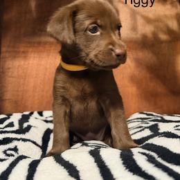 Girl 4 - female Labrador Retriever puppy in College Station, Texas from Charlotte Toney