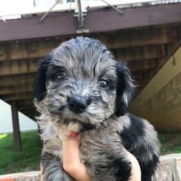 Aussiedoodles and Labradoodles from West Doodles and Retrievers