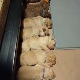 Chesapeake Bay Retriever Puppies from GemiLamb Gun Dogs