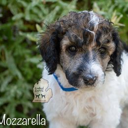 Poodle Puppies from Kindred Kennels