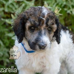 Poodle Puppies from Kindred Kennels