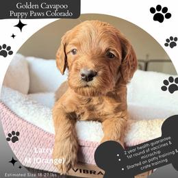 Larry - Red male Cavapoo puppy in Fort Lupton, Colorado from Puppy Paws Colorado