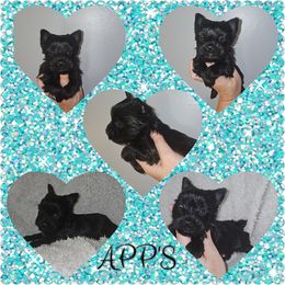 Boy 1 - Black and tan Yorkshire Terrier puppy in Wartburg, Tennessee from Amanda's Precious Pups