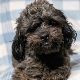 Jet - Shih Tzu