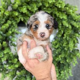 Sydney - female Australian Mountain Doodle puppy in Spanish Fork, Utah from K Brand Doodles