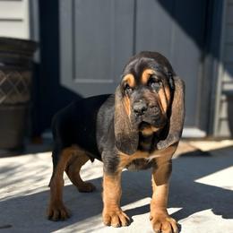 Gunner - Black and tan male Bloodhound puppy in Marvell, Arkansas from Hat Creek Kennel
