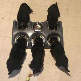 Bernese Mountain Dog Puppies from Must B Buffalo Berners