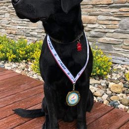 Labrador Retrievers from Barb's Labrador Retrievers