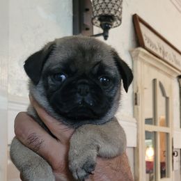 Luna - Fawn female Pug puppy in Humble, Texas from Rick Barrera Pugs