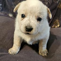 Rue - Red speckled female Australian Cattle Dog puppy in Sneedville, Tennessee from JoAnn's Australian Cattle Dogs