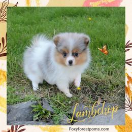 Lambchop - Blue merle female Pomeranian puppy in Eatonville, Washington from Foxy Forest Poms