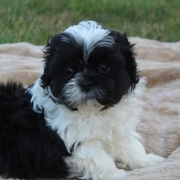 Black and white boy - Black and white male Shih Tzu puppy in Newark, Ohio from Gemini Kennels
