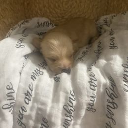 Latte - Tan male Morkie puppy in Festus, Missouri from Impeccable Pups