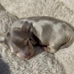 Romeo - Dapple male Dachshund puppy in Vero Beach, Florida from Joseph’s Dachshunds