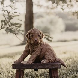 Boy 1 - male Goldendoodle puppy in Ash Grove, Missouri from The Bark Farm