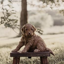 Boy 1 - male Goldendoodle puppy in Ash Grove, Missouri from The Bark Farm