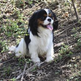 Winston - Cavalier King Charles Spaniel