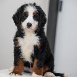 Mesquite - Tri-color female Bernedoodle puppy in Dundee, Ohio from Down Home Doodle