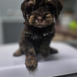 Hoppy - Phantom male Goldendoodle puppy in Decatur, Tennessee from Diamond's Doodles