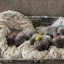 French Bulldog Puppies from Bleu Steele French Bulldogs