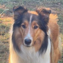 Franklin’s Paris Josephine - Collie