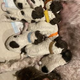 Lagotto Romagnolo puppies from Northwest Lagotto