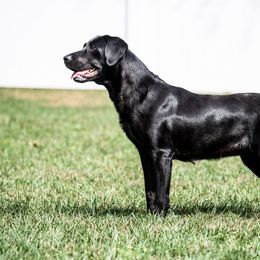 Labrador Retriever All Grown Up from Purpose Bred Labrador Retrievers