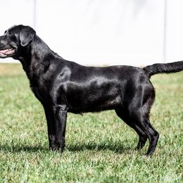 Labrador Retriever All Grown Up from Purpose Bred Labrador Retrievers